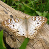 White Peacock