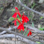 Cardinal Flower