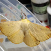 Golden Anthelid Moth