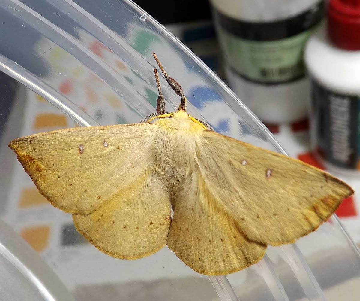Golden Anthelid Moth