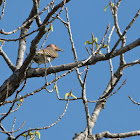 Yellow-shafted Northern Flicker (female)