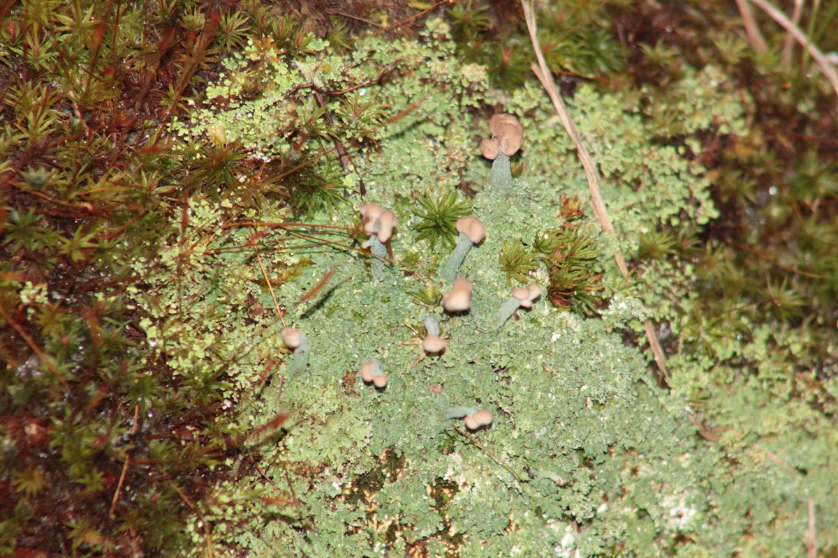 Peg Lichen