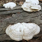 Shelf mushroom