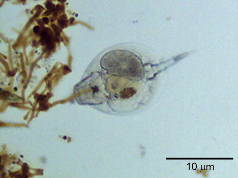 Rotifer