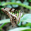 Tailed Jay