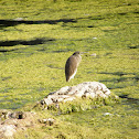 Pond Heron