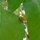 multicolored Asian Lady beetle