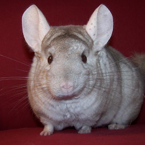 Chinchilla Wallpapers 1.0