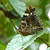 Indian Red Admiral