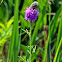 Purple Prairie Clover