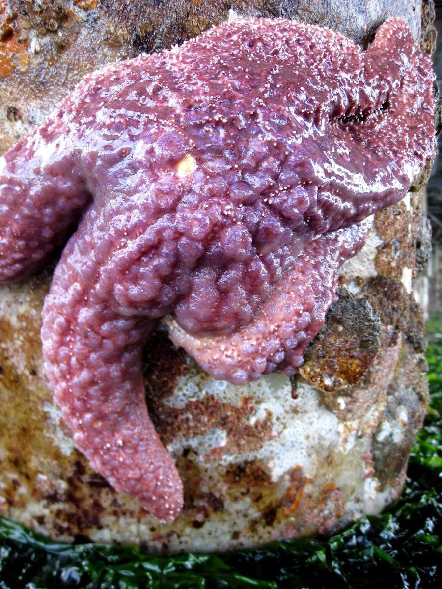 Sea Star (with wasting disease)