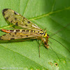 Scorpion fly with prey