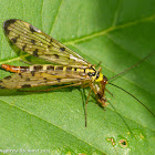 Scorpion fly with prey