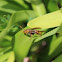 Paper Wasp