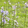 Blue Toadflax
