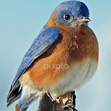 Eastern Bluebird by Steven Liffmann -  