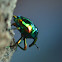 Emerald Weevil