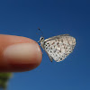 Leptotes?