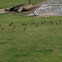 Black-bellied Whistling Duck