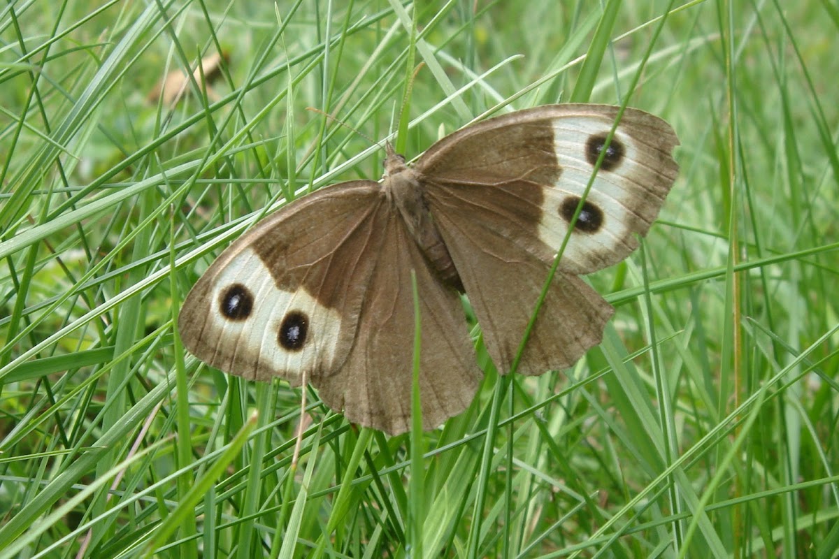 Common Wood-Nymph