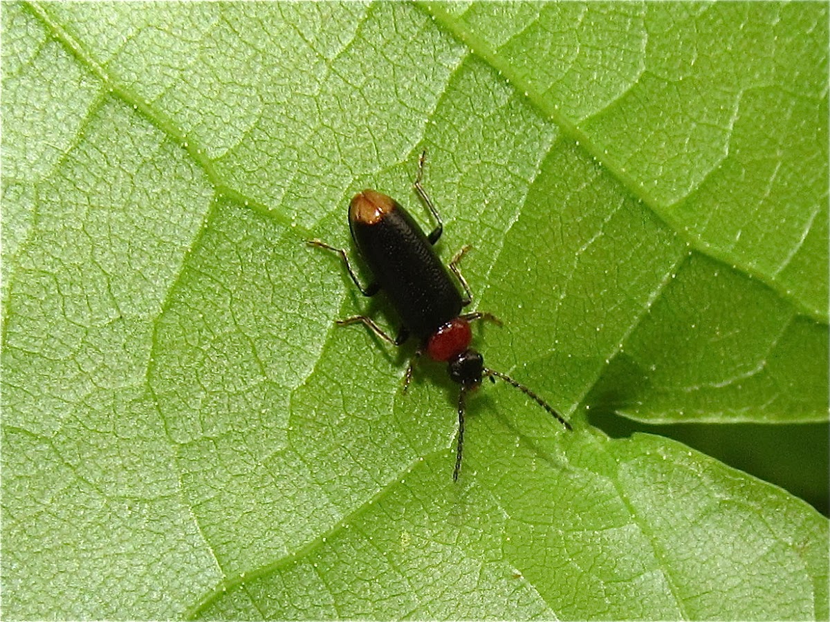 Fire-colored Beetle