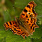 Comma