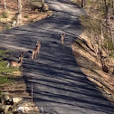 White-tailed Deer