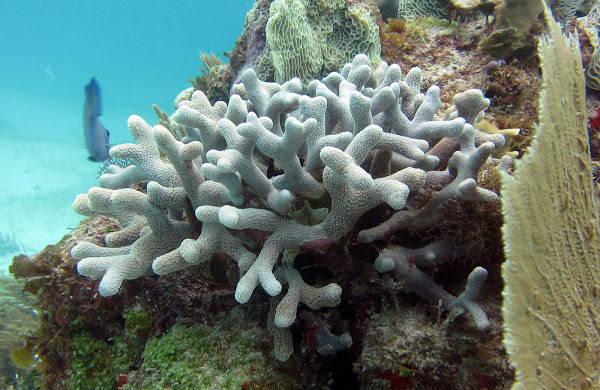 Thin Finger Coral | Project Noah