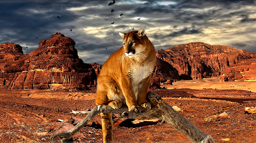 Android application Super Parallax Animals 3D LWP screenshort