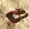 Midwestern worm snake