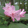 Coast Rhododendron