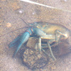 Pond Crayfish