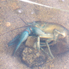 Pond Crayfish