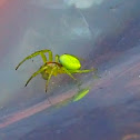 Florescent Green Spider