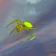 Florescent Green Spider