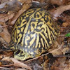 Florida box turtle 