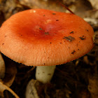 Russula Mushroom