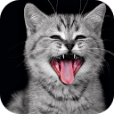 Cat sound meow cute sound mobile app icon