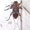Flat-faced Longhorn Beetle