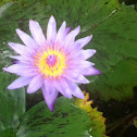 Water lily?