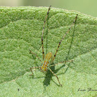 Katydid Nymph