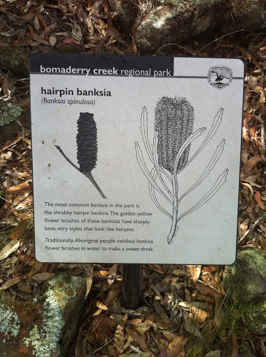 Bomaderry Creek Regional Park - Hairpin Banksia