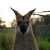 Red-Necked Wallaby 