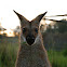 Red-Necked Wallaby 