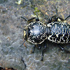 Escarabajo acorazado