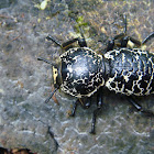 Escarabajo acorazado