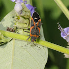 Small milkweed bug
