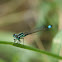 Blue-tailed Damselfly