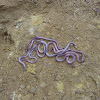 Texas Blind Snake