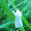 Snow-White Linden Moth